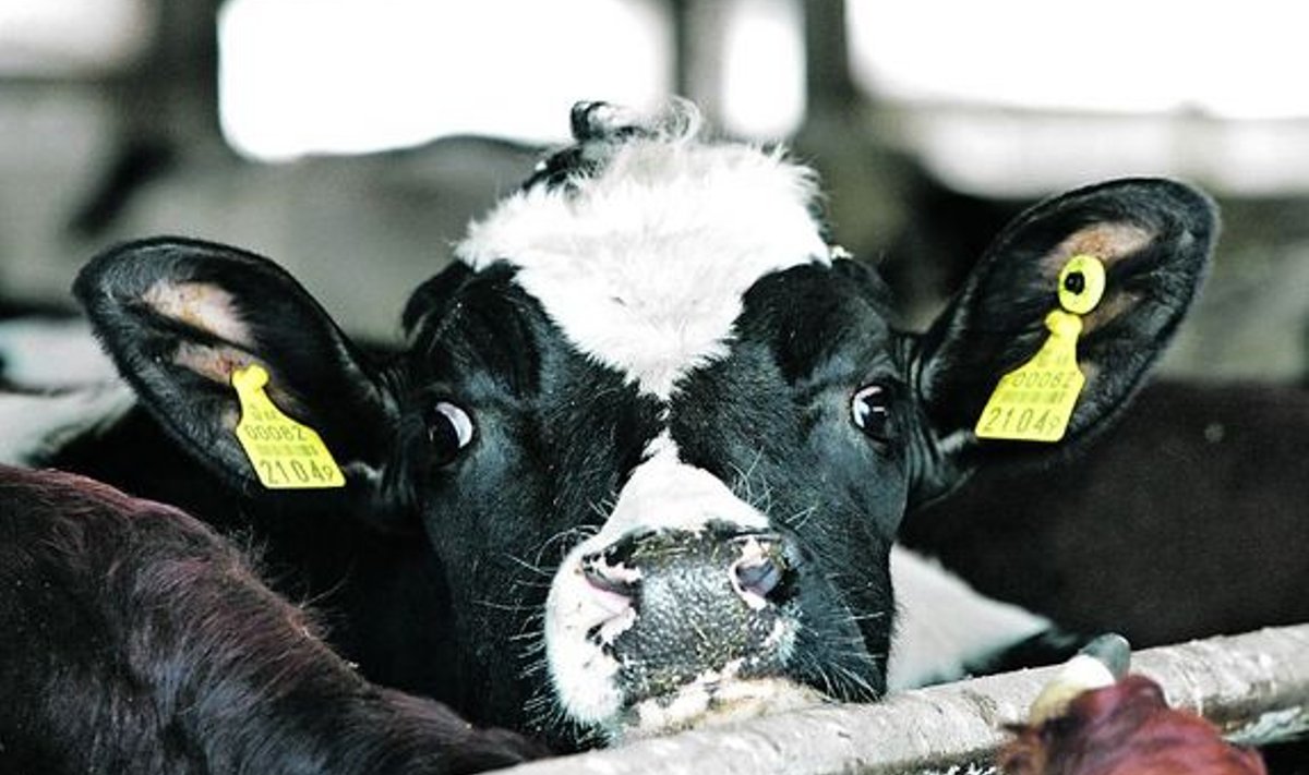 Vorbuse farmi lehmad kannavad vasakus kõrvas nööbikujulist märki seal peituva kiibi pärast.