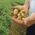 Kodumaisest toidukaubast süüakse enim kartulit