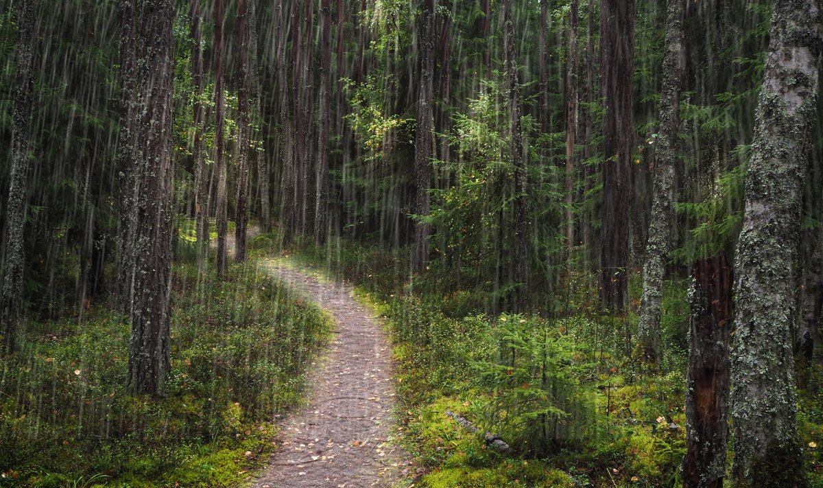 Kui vihma ladistab, liigub ringi Vihmakass ning meelitab su metsasügavusse.