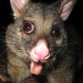 Teadlased märkasid Austraalias looma, kes arvati olevat juba ammu välja surnud