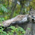 Загадка природы: количество рысей в эстонских лесах сокращается