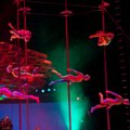 VIDEO: Cirque du Soleil' kunstiline juht: oleme tsirkusemaailma tipus!