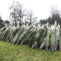 В Хааберсти раздадут 100 бесплатных рождественских елок