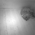 VAATA OTSE: Tallinna loomaaia amuuri leopard oma äsjasündinud kutsikatega