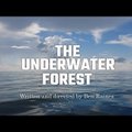 ВИДЕО: В Мексиканском заливе обнаружен подводный лес