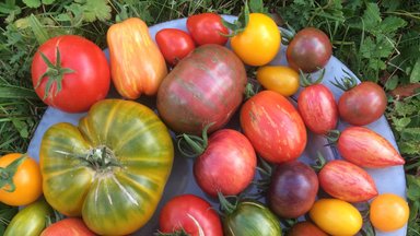 Kuidas võtta ise tomatilt seemneid järgmisel aastal külvamiseks