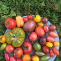 Kuidas võtta ise tomatilt seemneid järgmisel aastal külvamiseks