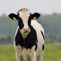 Dilemma: „Kui hakkame piimalehmi taas väljas karjatama, ei maksa enam kõrgest toodangust unistada.“