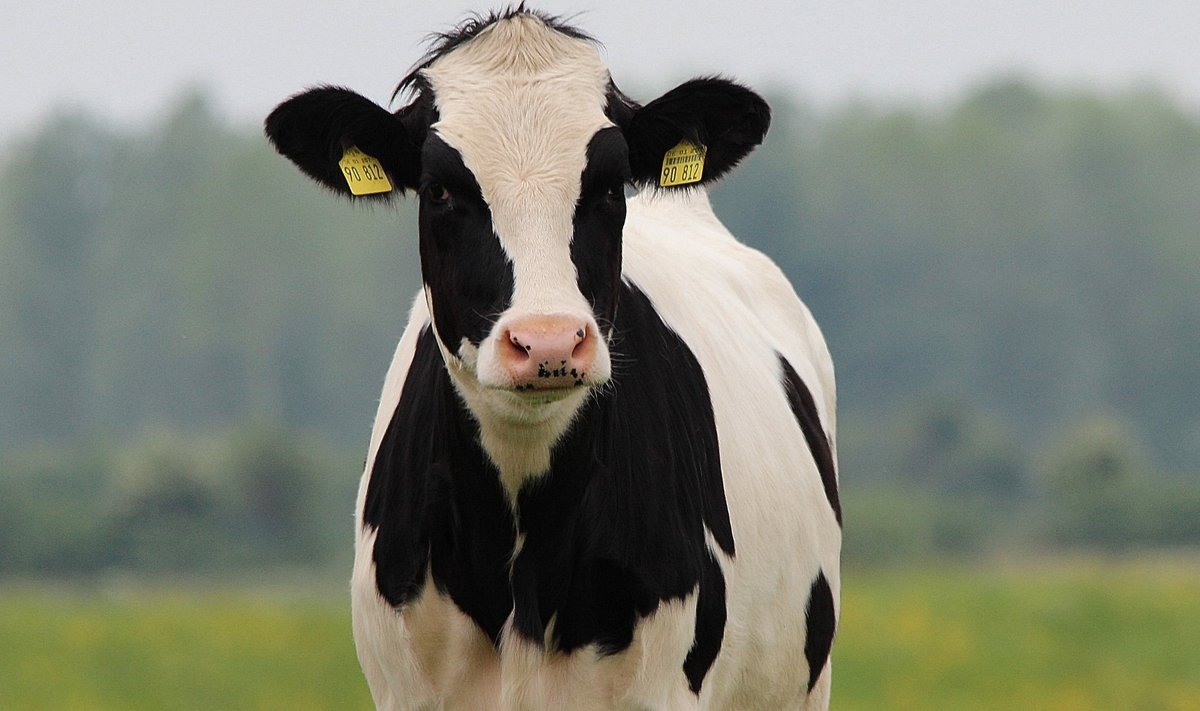 Lehm vajab stabiilset elukorraldust, et anda pidevalt kõrge kvaliteediga palju piima.