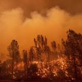 Лесные пожары в Калифорнии — крупнейшие в истории штата. Трамп советует вырубать деревья
