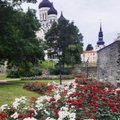 Цветочная инста-точка: блогеры нашли самый летний ракурс Таллинна