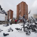 Linnas pesitsevad linnud toovad endaga kaasa „linnuprobleemid“