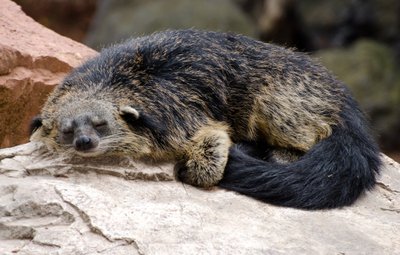 Binturong