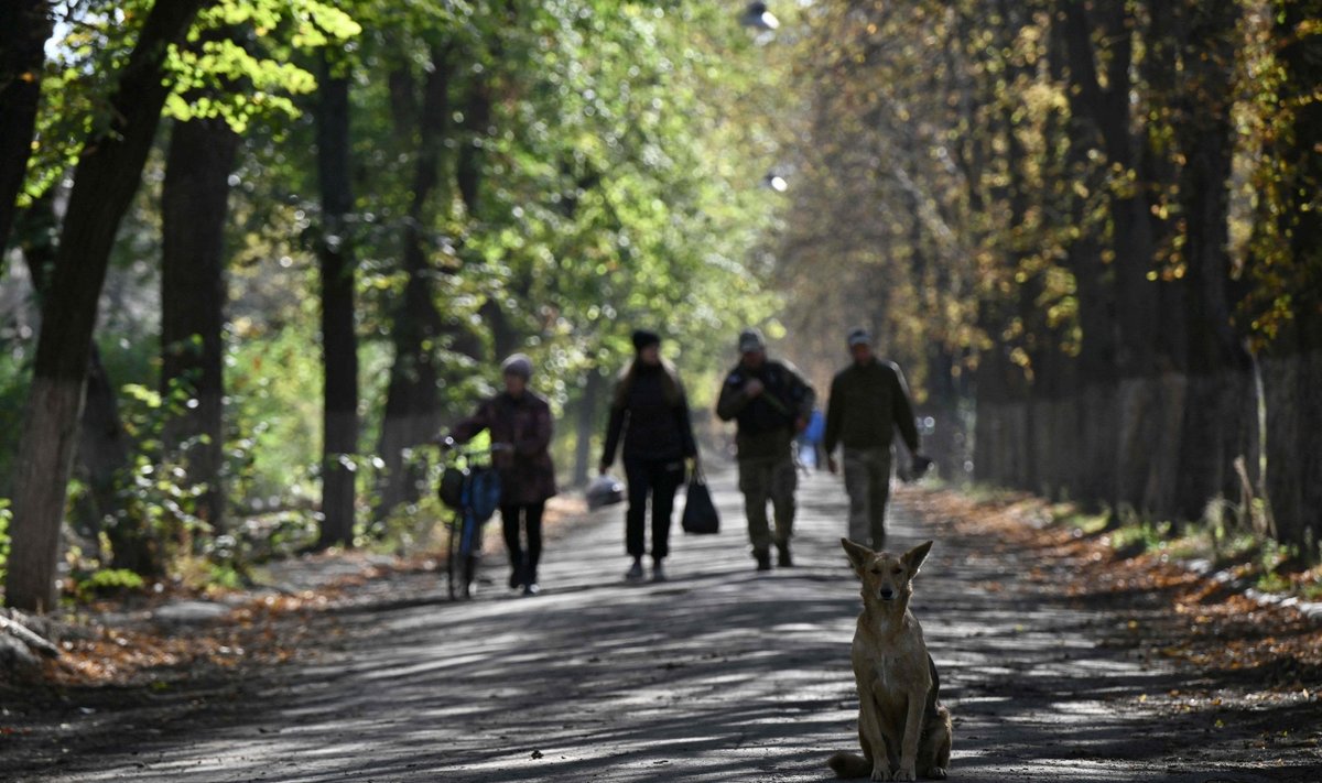 TŠASSIV JAR: Kodutu koer, sõdurid ja kohalikud. Linnas on pidevalt kuulda plahvatusi rindejoonelt. See on paik, kus teevad vahepeatuse rindelt tulevad ja sinna suunduvad sõdurid.