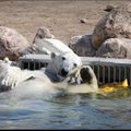 FOTO | Jääkaru Friida tabati vahvas poosis basseinimõnusid nautimas