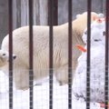 FOTOD ja VIDEO: Nummihoiatus! Jääkarubeebi Nora pidas loomaaias sünnipäeva