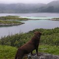 Koeraga Norrasse reisimist tasub vältida: levimas on seni tuvastamata haigus