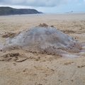 На Канарских островах туристам запретили посещать пляжи из-за медуз