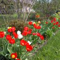Saada kaunis foto oma aias õitsevatest kevadlilledest ja osale Maakodu auhinnaloosis!