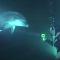 Hämmastav VIDEO | Hädas ja valudes olnud õnnetu delfiin ujus ise sukelduja juurde, et temalt abi paluda