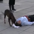 ВИДЕО | „Верю!“: собака пожалела „страдающего“ актера