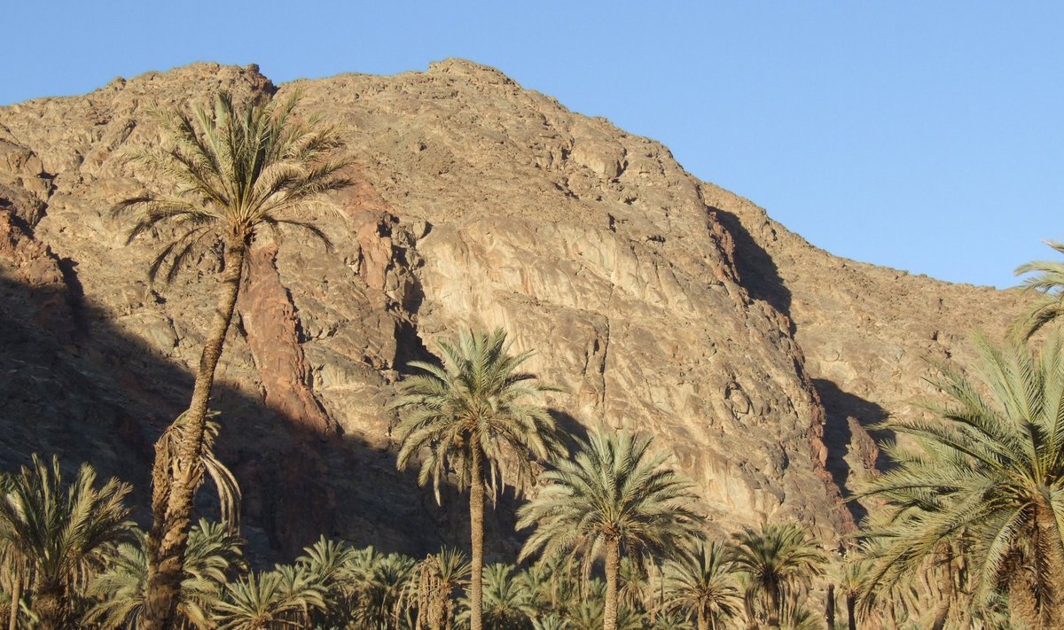 OAAS: Feirani wadis arvatakse kasvavat kokku 12 000 datlipalmi.
