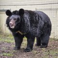 VIDEO | Ablas mõmmik! Venelaste rünnakus viga saanud Ukraina karu naudib uues kodus mahlaseid toidupalu