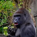 KURIOOSUM | Nigeeria loomaaia gorilla neelas tõenäoliselt alla terve rahapataka