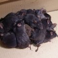 Põlvamaalt elusana leitud üliharuldane rotikuningas uinutati ning jääb teadlastele uurimiseks