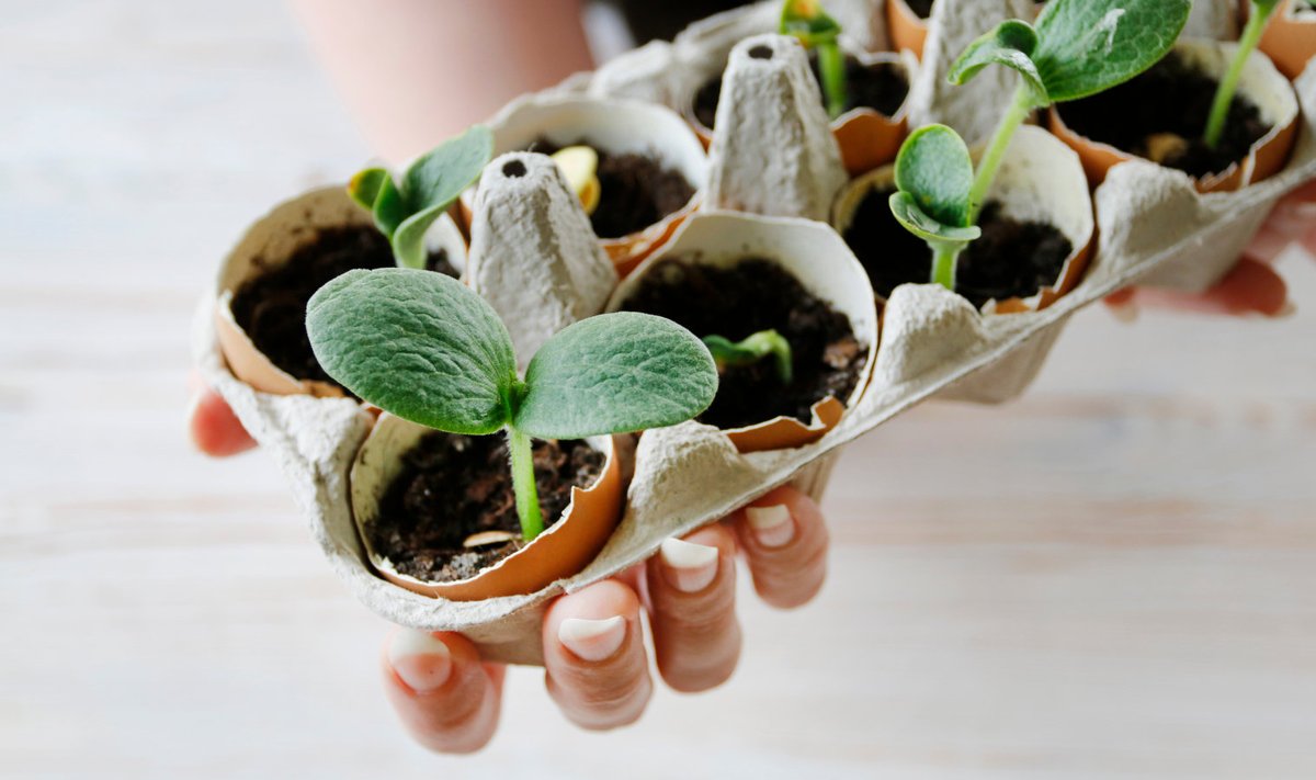 Munakooreski võib taimi kasvatada.