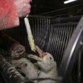 ANNA OMA PANUS | Loomus kutsub jõulude eel üles allkirjastama foie gras ’ keelustamist toetavat petitsiooni