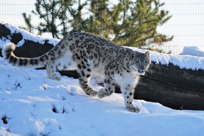 Lumeleopard Makalu