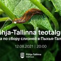 В Пыхья-Таллинне собирают народ на борьбу с опасными слизнями