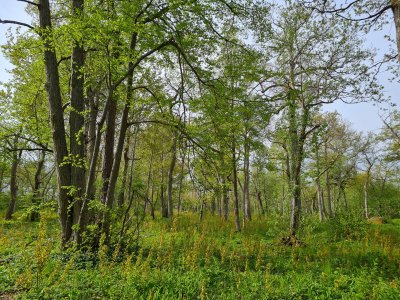 Igal aastal taastatakse ligi 500 hektarit poollooduslikke kooslusi. Niisugune näeb välja taastatud Loode tammik Saaremaal.