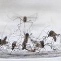 Brasiilia valitsus tahab Zika puhangu tõttu naised abordi tegemise eest vangi saata