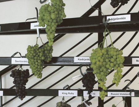 Näitusel saab teada, milliseid viinamarjasorte tasub Eestis kasvatada. Foto: Mari Seidelberg