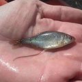 FOTO | Pärnu jõest leiti uus kalaliik - mõrukas