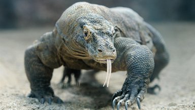 Komodo varaani hammastest leitud raud võib paljastada dinosauruste saladused