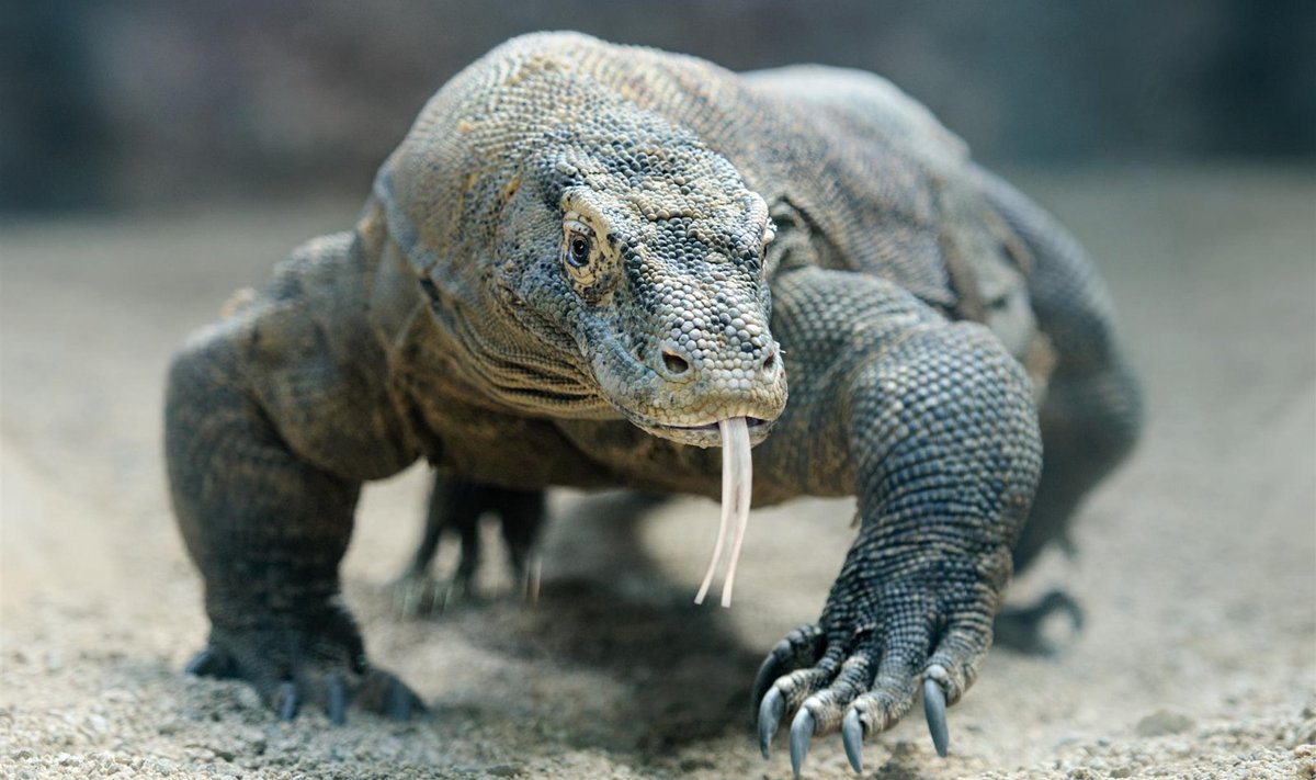 Komodo varaan