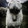FOTOD: Kas need müstilise välimusega lambad on hirmuäratavad või hoopis väga armsad?