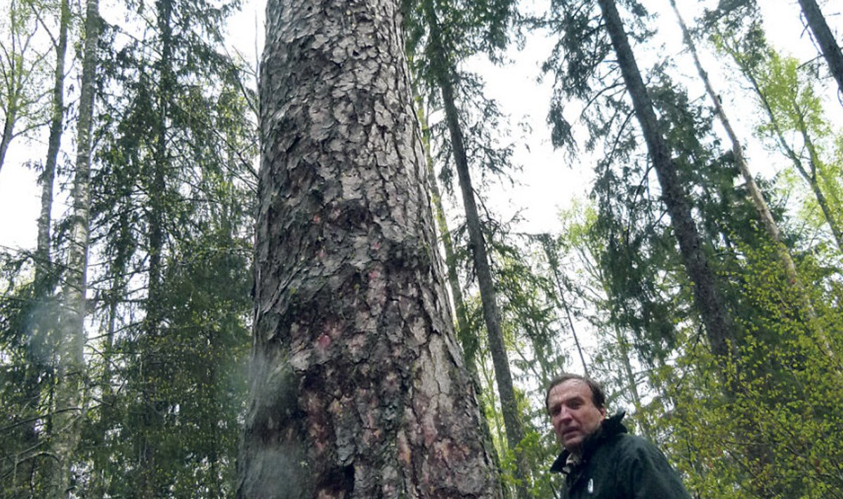 Priit Kask Järvselja metsas kasvava Kuningmänniga, kes on 370-aastane, 3,3meetrise ümbermõõduga ja, kui ikka on viisakas nii ütelda,  siis tüvemahuga ligi 14 tihumeetrit.