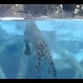 VIDEO: Kes teadis, et jaaguar suudab nii kaua vee all püsida?