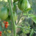 Üheksa tarkusetera algajale tomati­kasvatajale