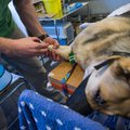 Koda: Loomaarstiõppe kliinilise õppe rahastamine teeb murelikuks