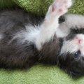 ELS tänab südamest: kilekotiga põllule visatud kassipoja raviarvete summa on koos!