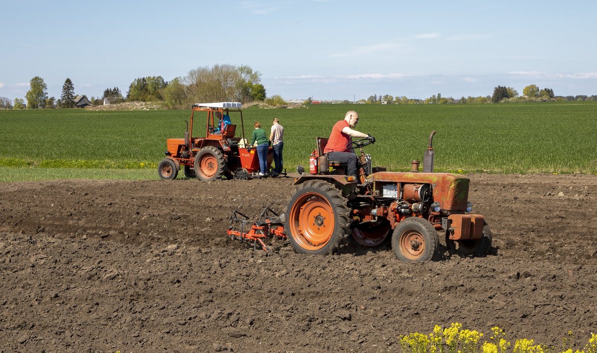 2022. aastal pani Maaleht katsepõllu projekti raames Kostiverre maha neli kartulisorti. Kõige suuremal pinnal kasvas samuti 'Laura'.