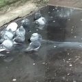 VIDEO: Linnud naudivad värskendavat dušši