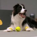 VIDEO: Tenniseturniiride tulevik? Pallipoistena hakatakse kasutama koeri