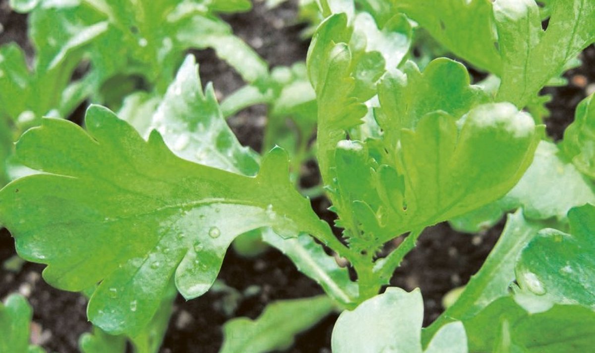 Lehtköögiviljana tarvitamiseks laske taimel kasvada 10–25 cm kõrguseks.