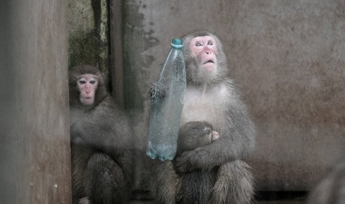Jaapani makaagid Tallinna loomaaias